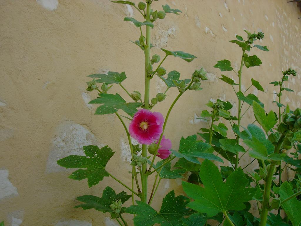 Les Jardins Saint Leonard Hotel Thaire Luaran gambar